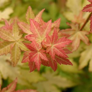 Orange Dream Japanese Maple