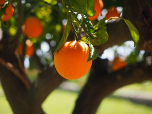 Juicy Orange Tree