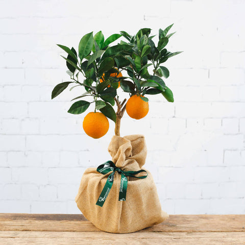 image of an Orange Tree Gift in Christmas Wrap