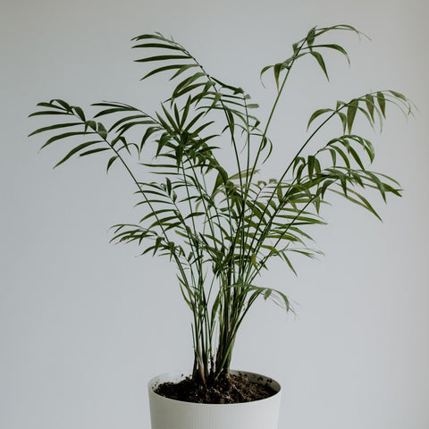 Parlour Palm