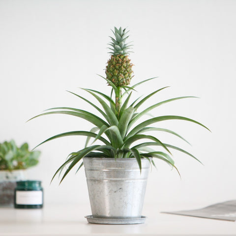 The Plant that Stops Snoring | Pineapple Plants and Snoring Tree2mydoor Sales