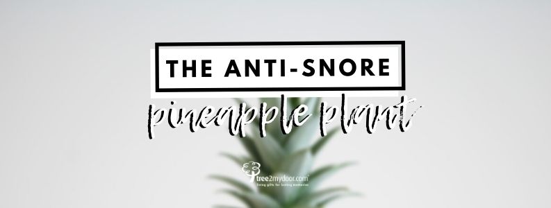 The Plant that Stops Snoring | Pineapple Plants and Snoring Tree2mydoor Sales