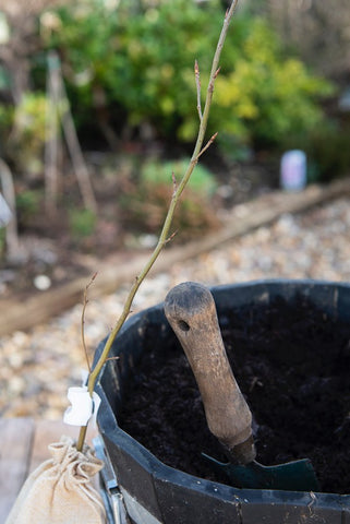 Planting Tree Sapling in a Pot