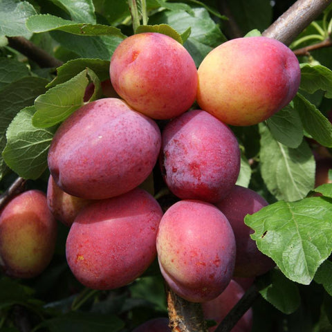 Victoria Plum Tree Care