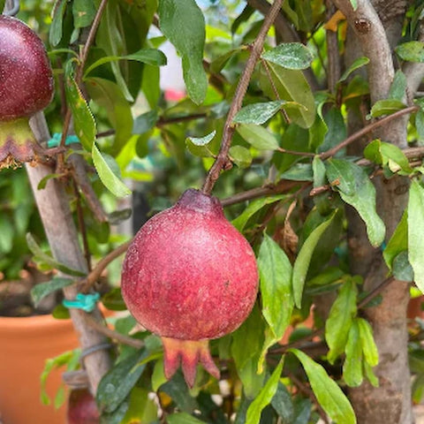 Pomegranate Tree Gift