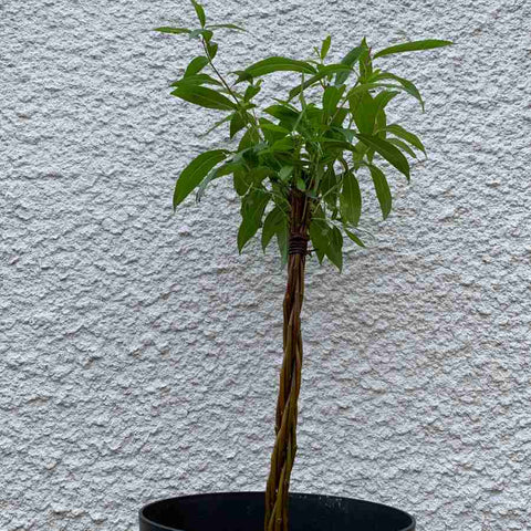 https://cdn.shopify.com/s/files/1/0025/4309/1770/files/potted-willow-wand_480x480.jpg?v=1608290823