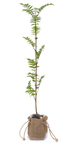 Rowan Tree Sapling