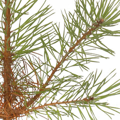 Scots Pine Tree Needles