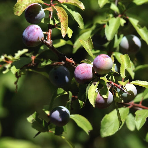 Make your own sloe gin