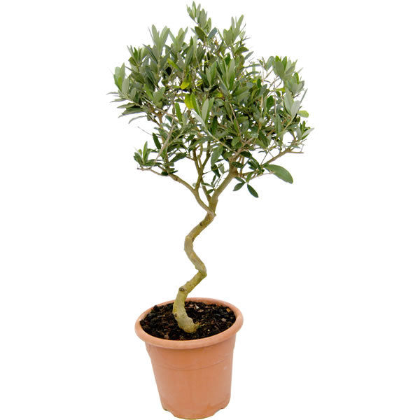 Buy a Twisted Olive Tree Gift
