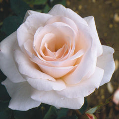 Your Wedding Day Rose Bush