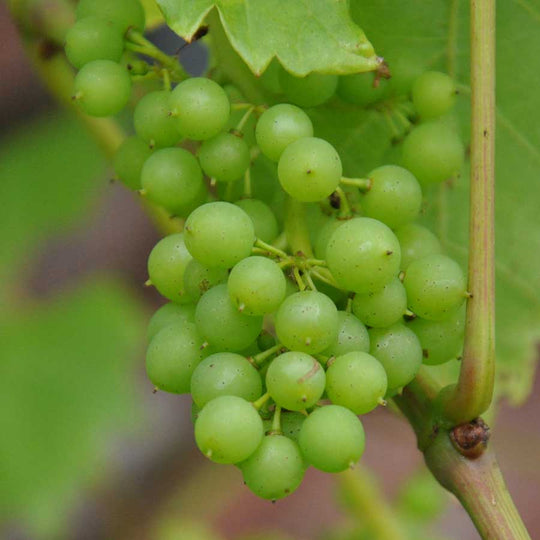 White Grape Vine Gift for Diamond anniversary