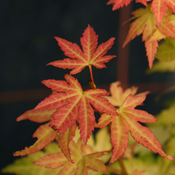 Orange Dream Japanese Maple Tree T Acer ‘orange Dream 