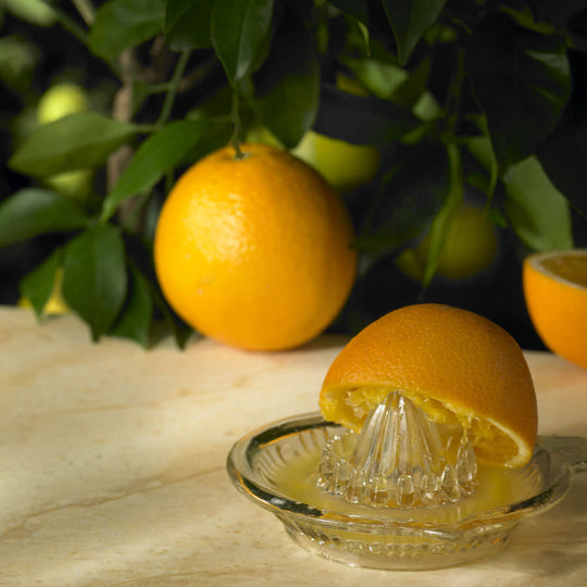 Orange tree gift