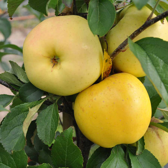 golden delicious apple tree gift