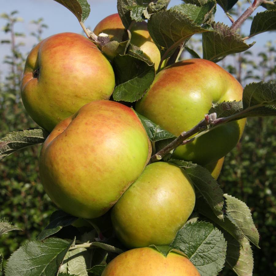 Bramley Apple