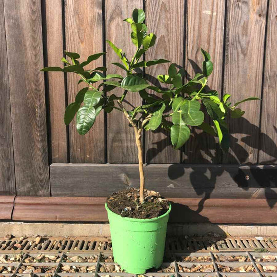 mini kaffir lime tree