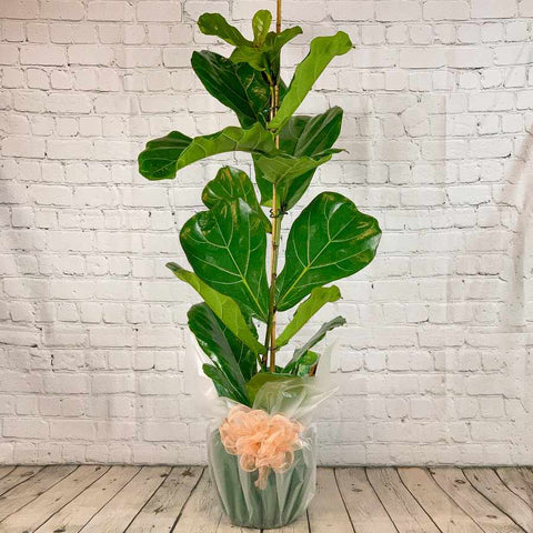 Fiddle Leaf Fig Tree Gift