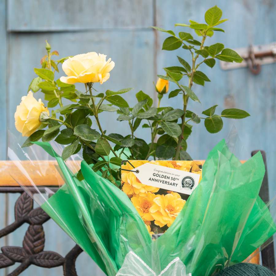 Golden Wedding Rose Bush Gift 50th Golden Wedding Gift