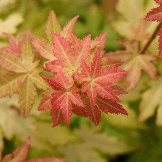 favourite colour japanese maple