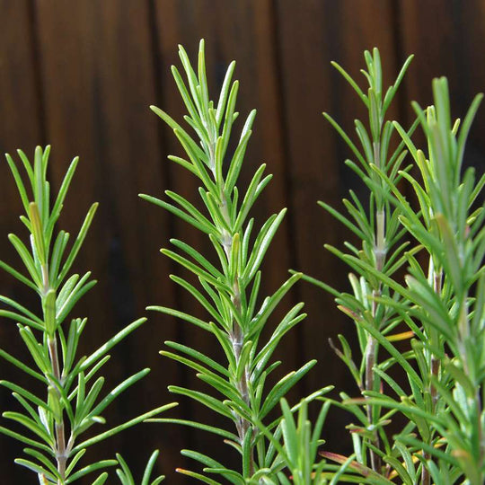 rosemary plant gift