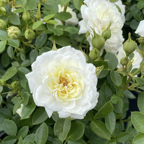 silver anniversary celebration rose gift