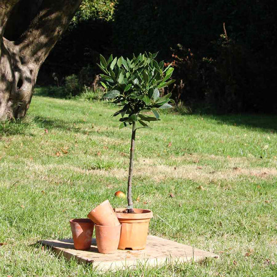 Image of a Small Bay Tree Gift in a garden 