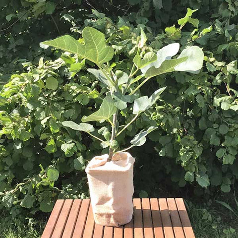 Small Fig Tree Gift