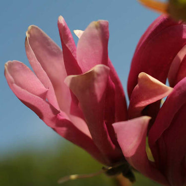 image of a susan magnolia tree gift