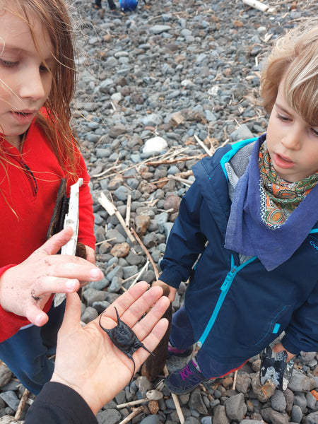 Manta Ray Egg Pod Wonders of the Sea