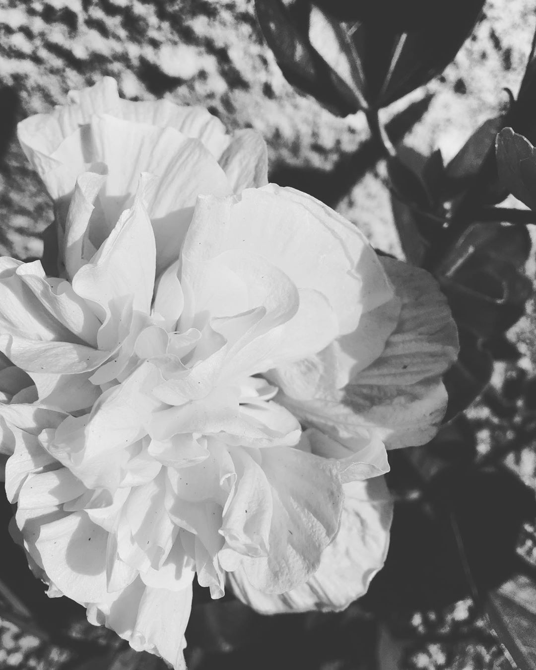 Black and White Hibiscus Bloom