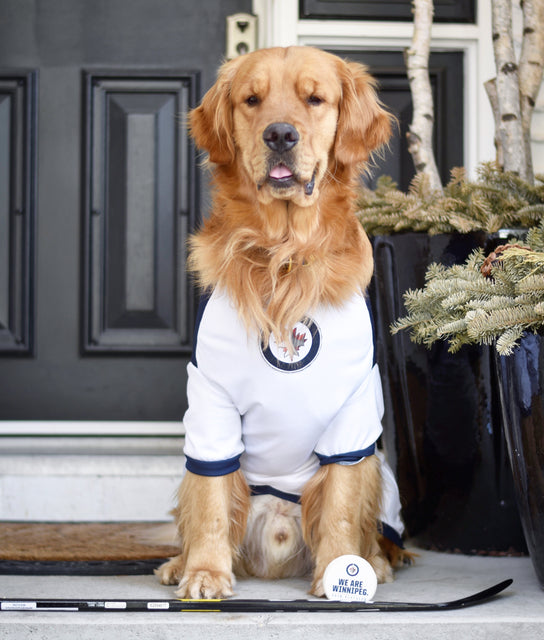 winnipeg jets dog jersey