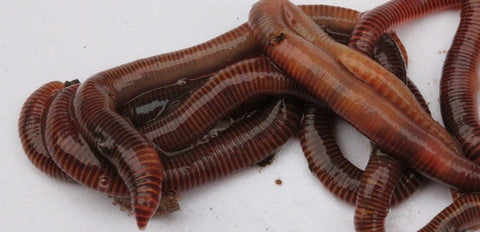Wiggly Worms for Fishing – Wiggly Wigglers