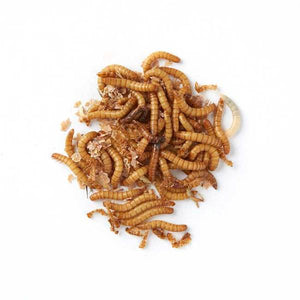 Swell Live Waxworms Pre-Pack
