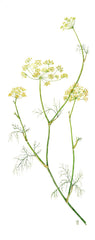 fennel