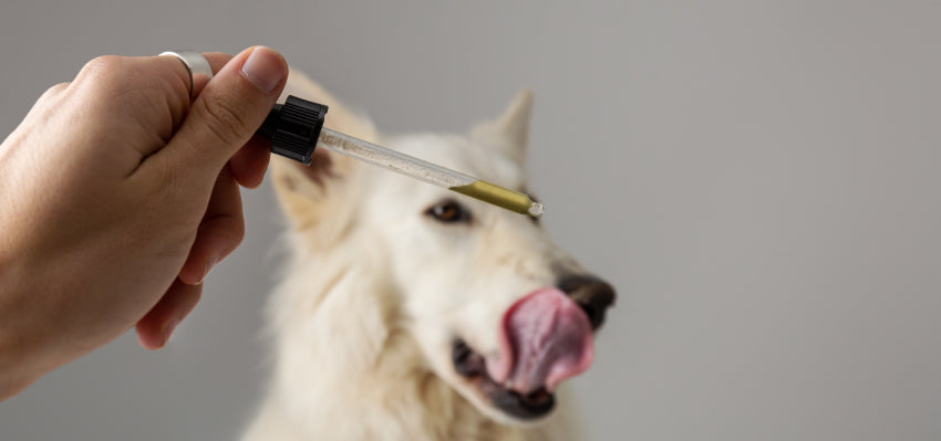 best cbd for dogs