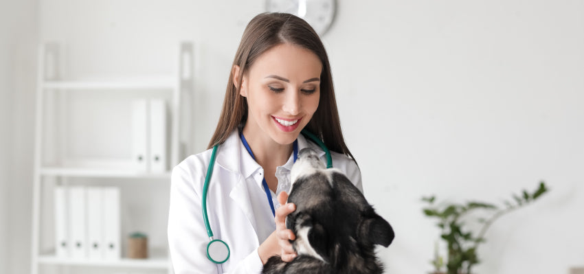 veterinarian crafted cbd oil for dogs