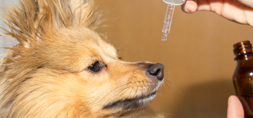 A concerned dog owner wondering about the safety of CBD oil for pets.