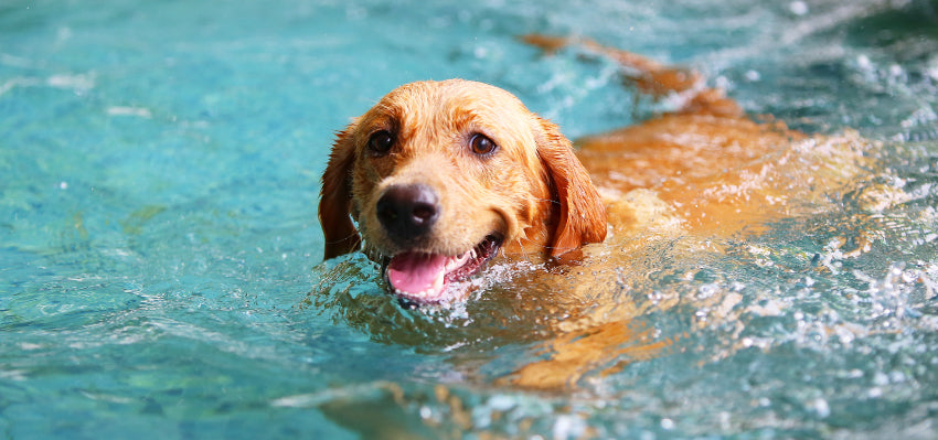 A dog engaged in water aerobics.