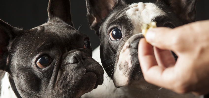 A dog enjoying Bailey's CBD soft chew treats, showcasing a specific product for dogs