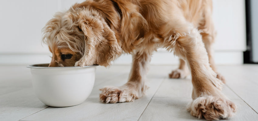 A dog enjoying a balanced meal.