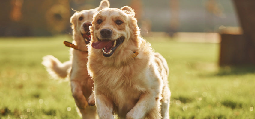 A dog happily running in a field.