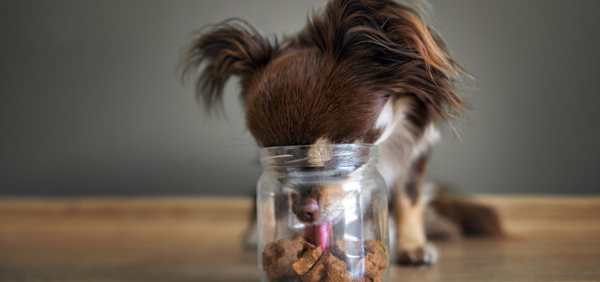 A jar of Calming CBD Yummies!, indicating a nighttime routine for pets