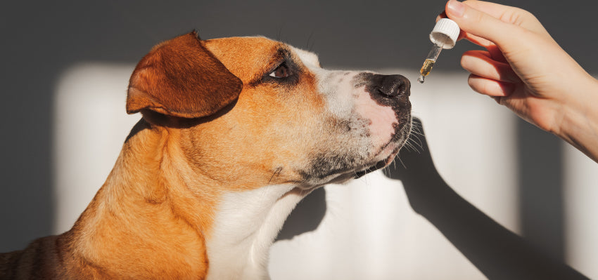 Administering CBD Oil to Dogs: Dosage and Methods