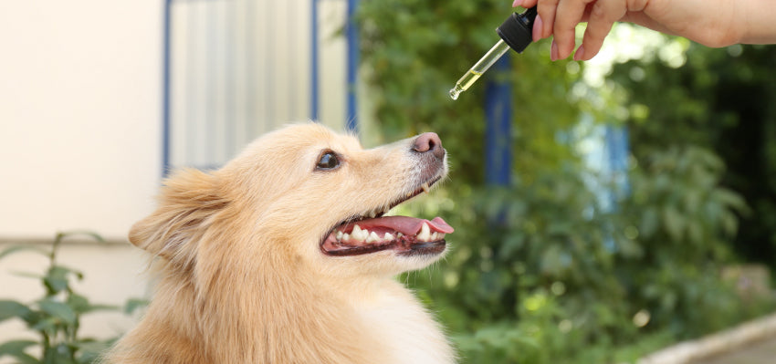 Administering CBD Oil to Dogs