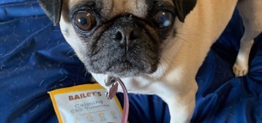 An adorable senior pug named Bailey enjoying Bailey's CBD products.