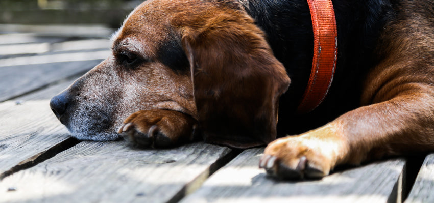 An older dog enjoying a comfortable rest.