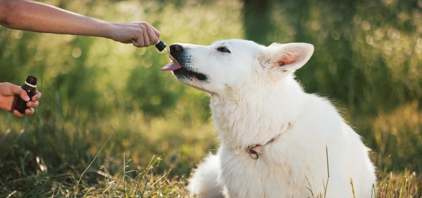 Bailey's Pet CBD: Trusted Source for Safe and Effective Products