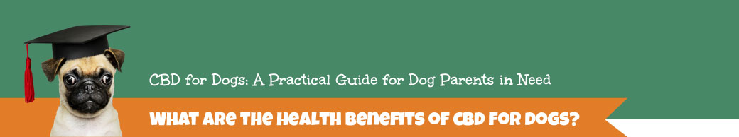 Learn about the health benefits of CBD for dogs