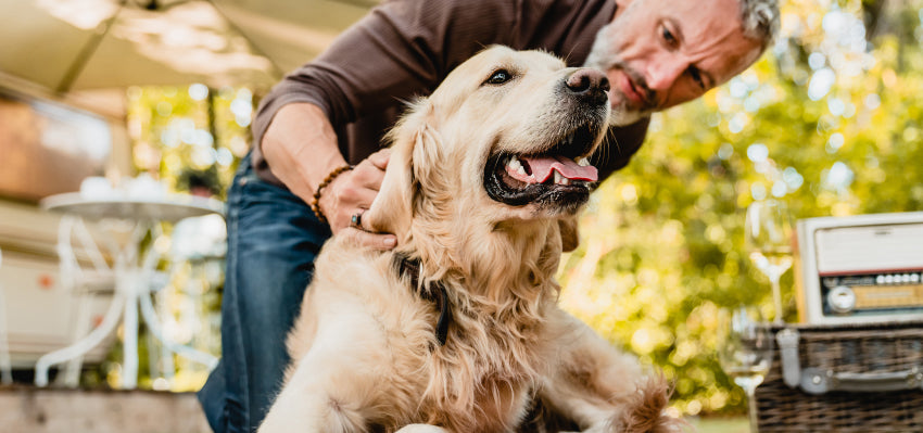 benefits of cbd oil for dogs with hip dysplasia